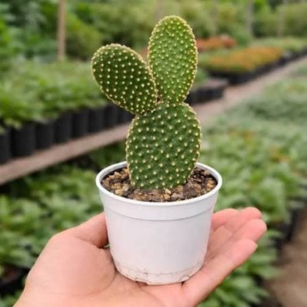 Succulents & Cacti